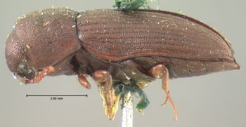 Media type: image;   Entomology 2361 Aspect: habitus lateral view